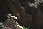 Bighorn sheep.